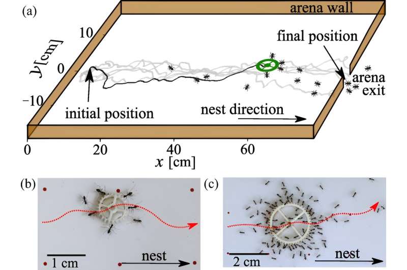 Ants collectively carry large objects in a way that mimics a self-propelled particle moving through fluid