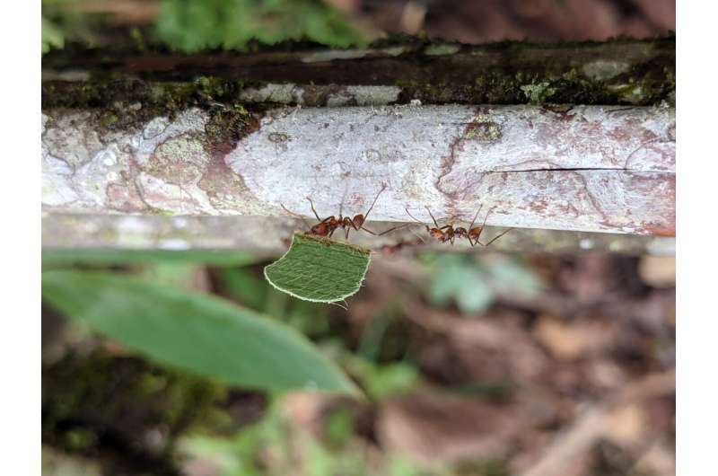 Ants took over the world by following flowering plants out of prehistoric forests