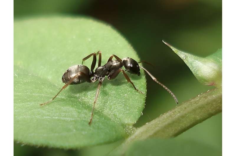 Ants turn to aphids for medicine when sick