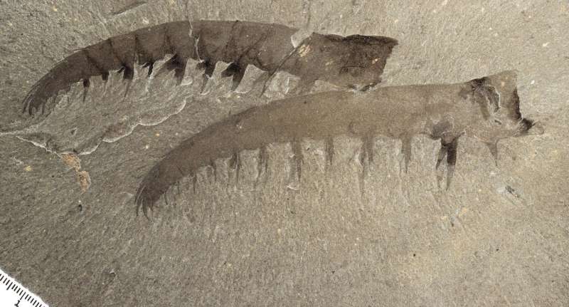 Apex predator of the Cambrian likely sought soft over crunchy prey