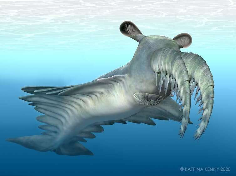 Apex predators in the Cambrian probably hunted soft over soft prey