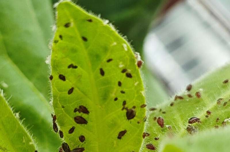 Aphid salivary protein promotes virus infection in plants