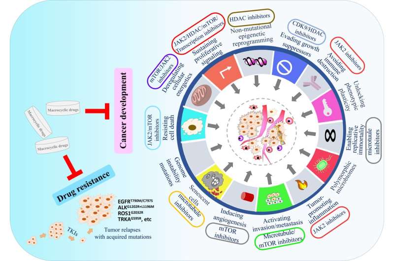 Applications of macrocyclic molecules in cancer therapy: Target cancer development or overcome drug resistance