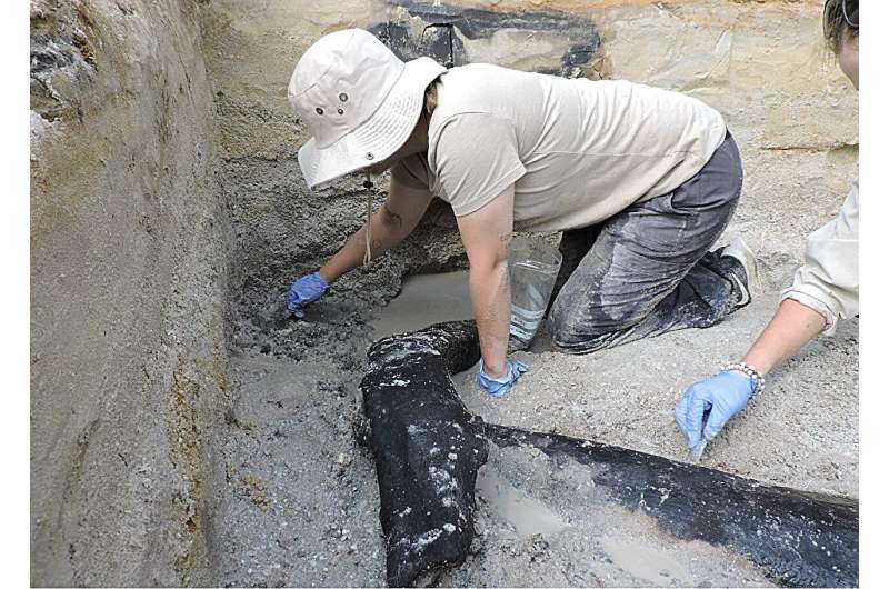Archaeologists discover world's oldest wooden structure