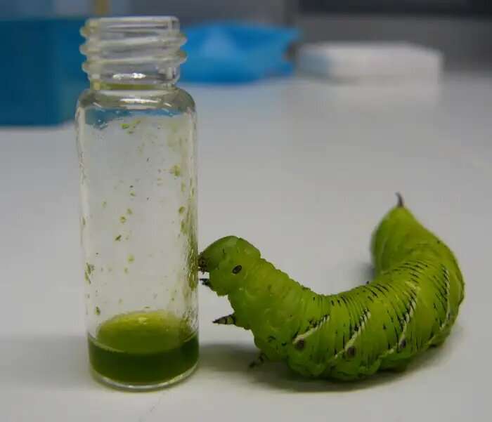 Architects of their own destruction: why do tobacco hornworm caterpillars attract their own predators?