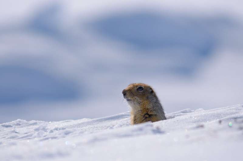 Arctic ground squirrels changing hibernation patterns