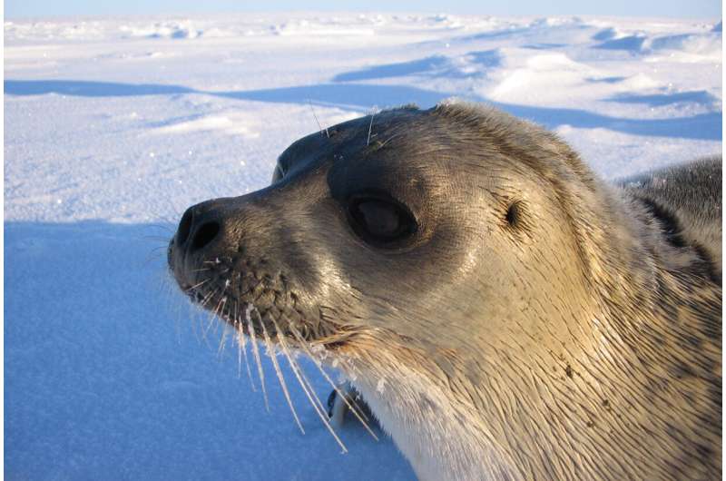 Arctic seals are threatened by climate change, predators and human activities