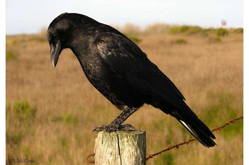Are crows really that clever?