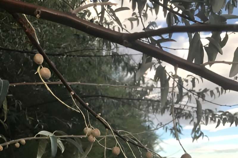 Are Russian olive trees fueling an invasive species in the San Juan River?