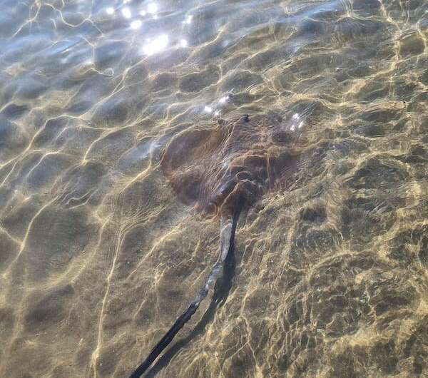 Are stingrays actually dangerous? 3 reasons you shouldn't fear these sea pancakes