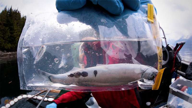 Are viruses keeping sea lice at bay in wild salmon?