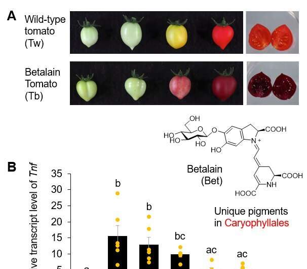 Arming vegetables with anti-inflammatory properties using plant pigments