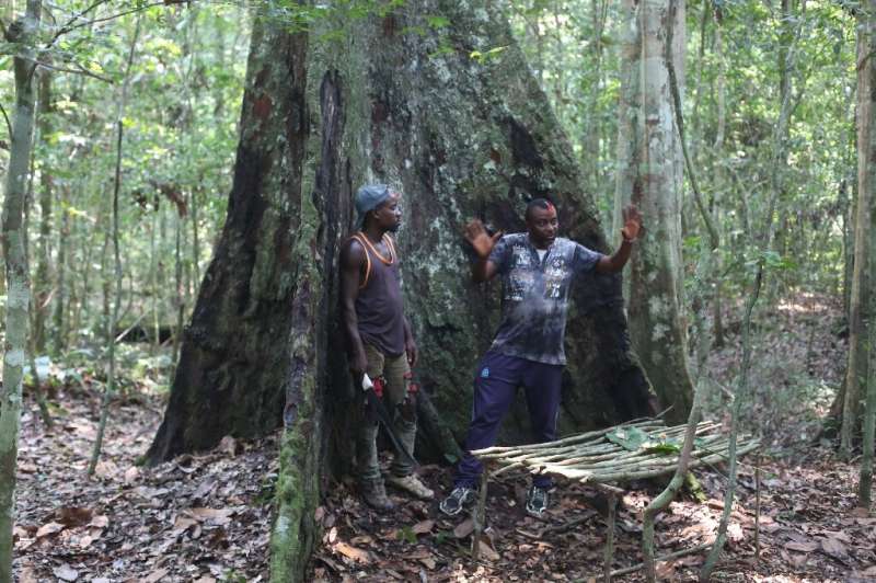 Arsene Ibaho, right, is campaigning for preservation of the ancient forests of northeast Gabon and the kevazingo tree, which loc