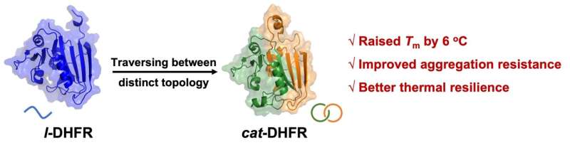 Artificial design and biosynthesis of a single-domain catenated dihydrofolate reductase