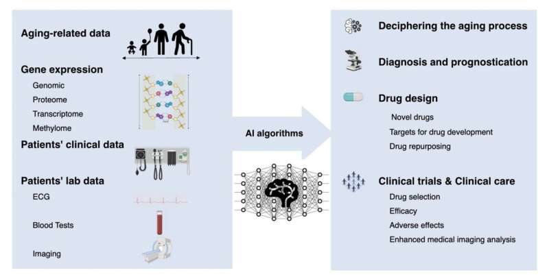 Artificial intelligence for aging research in cancer drug development
