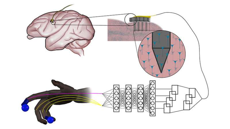 Artificial neural networks inspired by natural nerve circuits