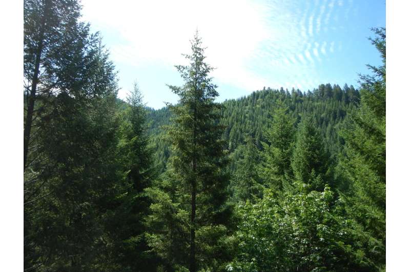 As climate warms, drier air likely to be more stressful than less rainfall for Douglas-fir trees