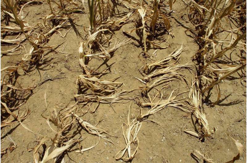 As Earth warms, more 'flash droughts' suck soil, plants dry