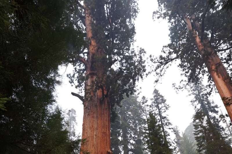 As fire tore through California's sequoia groves in 2021, the General Sherman -- perhaps the most famous example of the tree -- 