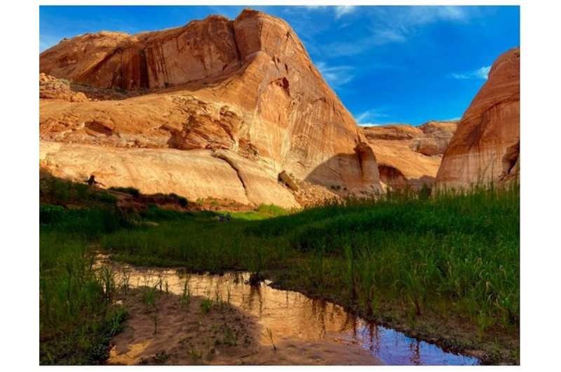 As Lake Powell shrinks, the emergent landscape is coming back to life — and posing new challenges