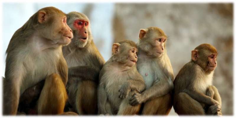 ASD study looks at monkeys as possible models