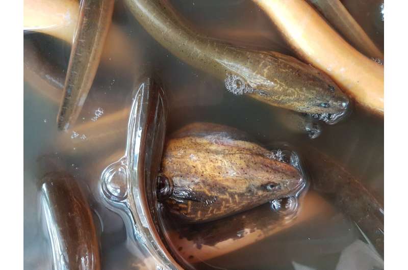 Asian swamp eels spread in the Everglades: ‘Potentially the worst species we’ve had yet’