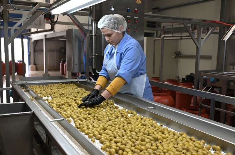 At a local olive processing unit, which also handles intake from across the country, management says production is down at least 60 percent