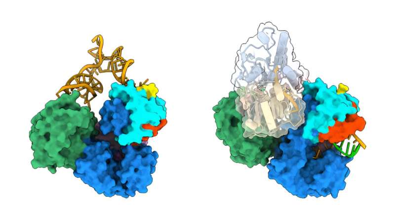 Atomic picture of dengue replication could transform antiviral approaches