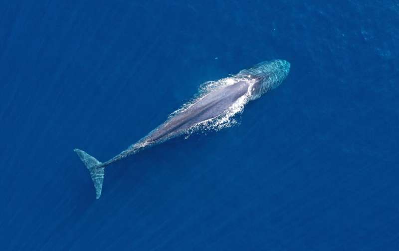 Australia may swelter, but blue whales predicted to get some relief
