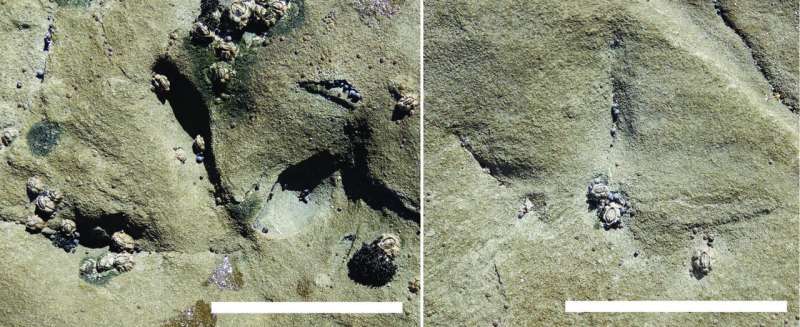 Australian footprints are the oldest known evidence of birds from southern regions