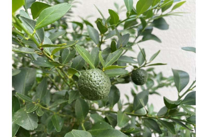 Australian fruit holds the key to citrus disease resistance