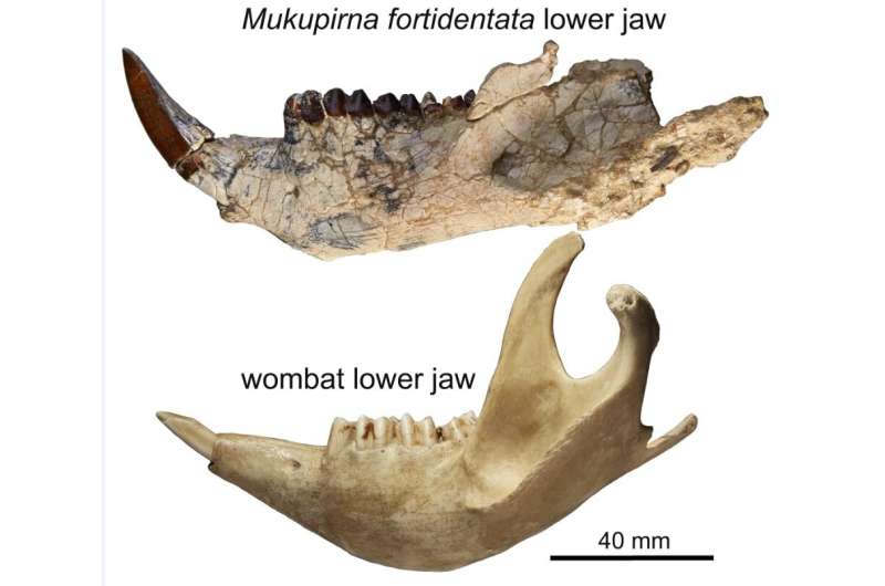 Australian scientists piece together toothy wombat ancestor