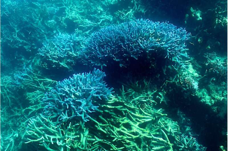 Australia's Great Barrier Reef could deteriorate if warming ocean temperatures spark another mass coral bleaching event later th