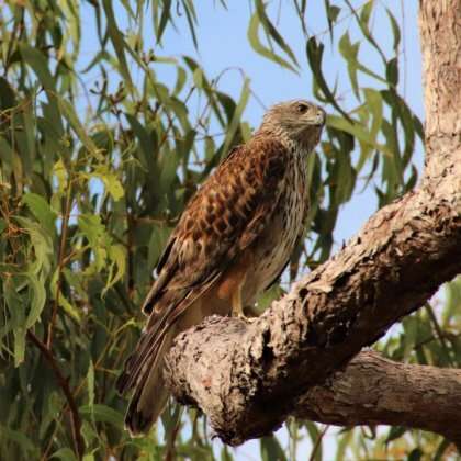 Australia's rarest bird of prey disappearing at alarming rate
