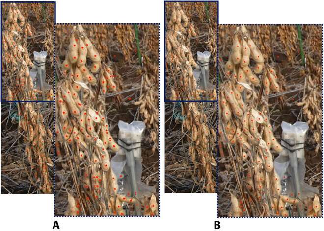 Recuento automatizado de semillas de soja: mejora de los métodos existentes para mejorar la precisión