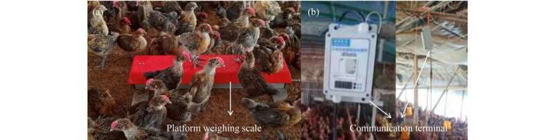 Automatic weighing method for broiler chickens is faster and less stressful to flock