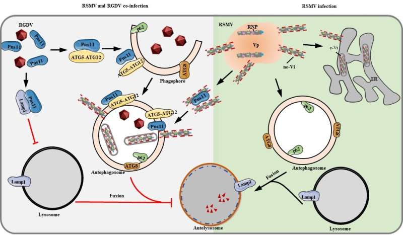 Autophagy mediates a direct synergistic interaction during co-transmission of two distinct arboviruses by insect vectors