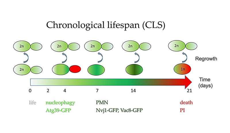 Autophagy's role in DNA loss and survival of diploid yeast cells during chronological aging