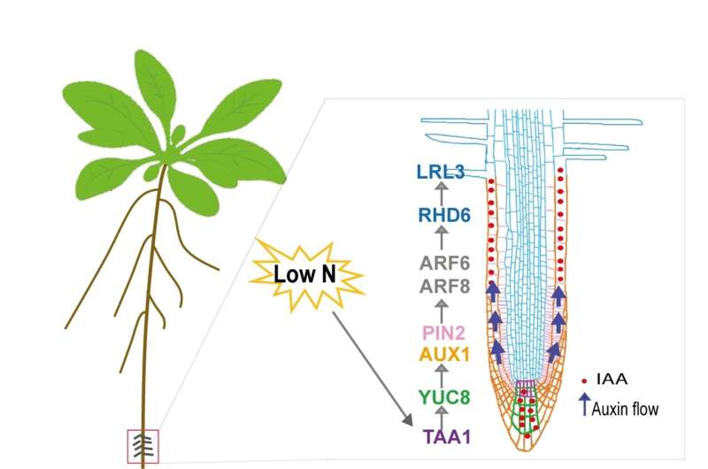 Auxin signaling pathway controls root hair formation for nitrogen uptake