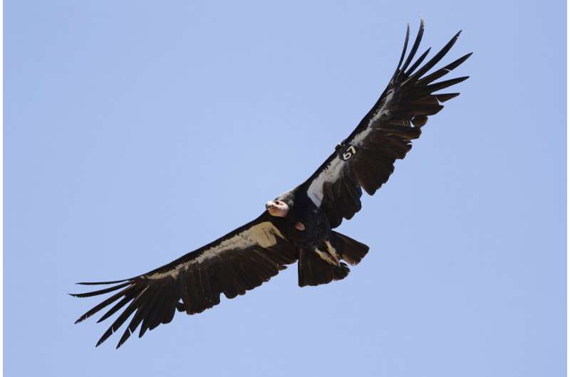 Avian flu kills 3 California condors in northern Arizona