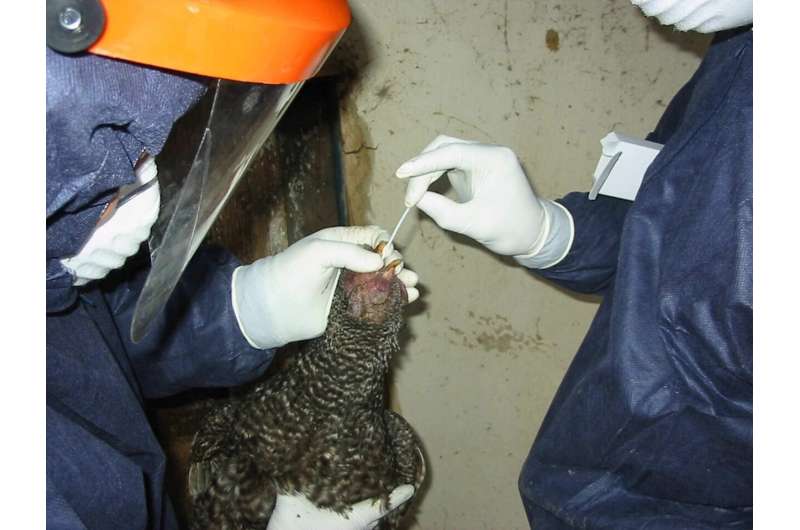 Avian influenza viruses could spawn the next human pandemic
