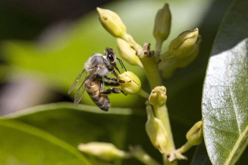 Avocado trees rely on honey bees for pollination, but farmers don't know if and when they will come