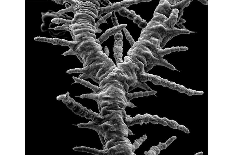 Award for branching worm named after Godzilla's nemesis