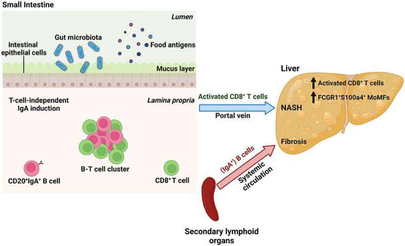 B cells promote liver cancer with dangerous dual strategy