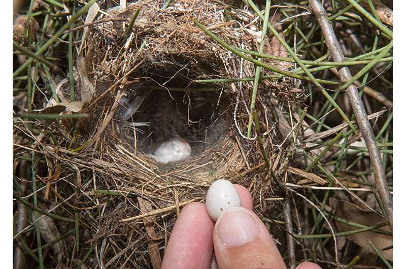 Baby birds hatch with ability to mimic mom