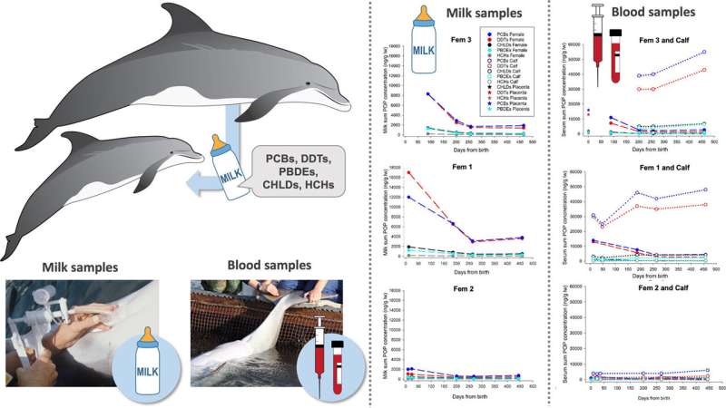 Baby dolphins receive high doses of persistent organic pollutants from their mothers' milk