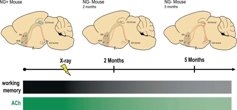 Baby neurons in adult brains are needed to maintain memory