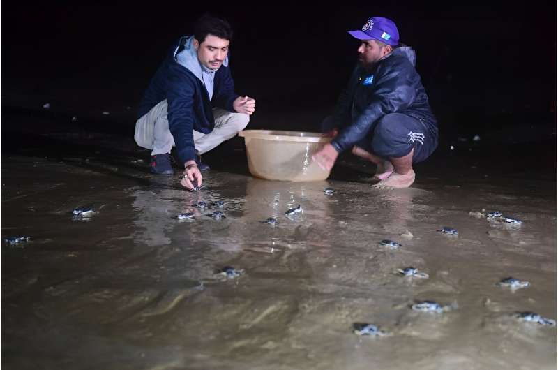 Baby turtles just a few hours old and only about two inches long are brought to the water's edge in buckets by volunteers and released one-by-one, swimming off into the night