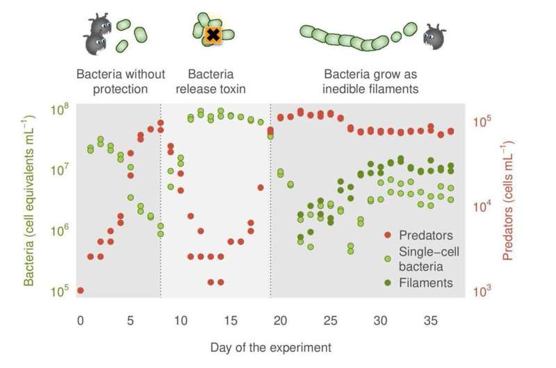 Bacteria rely on cooperation and evolution to defend against predatory protists