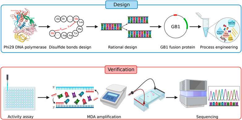 Bacterial single-cell, whole-genome sequencing overhauled by engineered polymerase